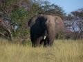 Elephant, Sabi Sand Safari, Jižní Afrika, Afrika Elephant, Sabi Sand Safari, Jižní Afrika, Afrika