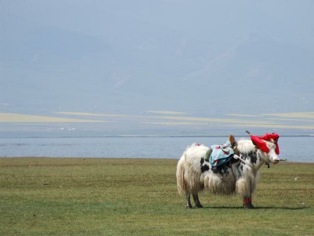 Foto 7370: A yak near the lake