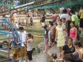 Amusement park of Zhiwuyuan (the botanical garden) 