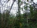 Greenhouse butterfly, Sanchahe Rezerwat przyrody, Chińska Republika Ludowa, Azja