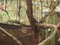 Tropical birds, Sanchahe Rezerwat przyrody, Chińska Republika Ludowa, Azja