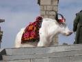 Yak