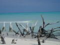 Beach of the northern coast , Cayo Levisa, Cuba, America