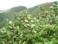 صورة 2060: vue de la Soufrière