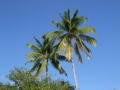 Coconuts in Anse Dufour