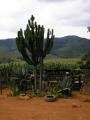 Cactus, Mbabane, Swaziland, Afrika Cactus, Mbabane, Swaziland, Afrika